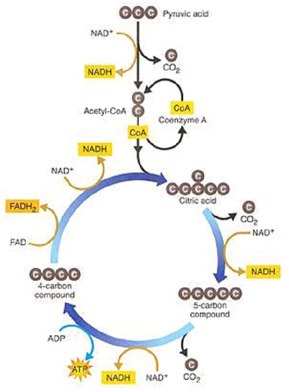 Krebs Cycle Diagram.png